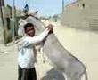 حمار رومانسي