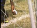 حارس منتخب افريقي (غامبيا) يقوم برش سحر على مرماه في مباراته مع الجزائر