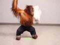 Super chill monkey does Hollywood