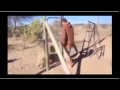 فيديو لا يصدق...أسد يرتمي بحنان في أحضان رجل