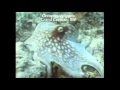 ية الإخفاء‬&lrm;
      - YouTube