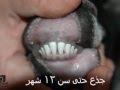 كيف تشتري أضحيتك