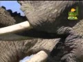 صور رحمة الضفدعة بأولادها --- سبحان الله