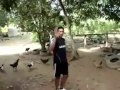 كيف تمسك دجاجة بسرعة