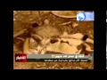 بالفيديو.. شاهد قطة تلد كلبين في عمان