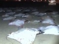 بالفيديو ..سبحان الله مئات الأسماك تخرج من البحر رغم الحصار والجوع في غزة
