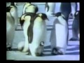 طائر البطريق فلم وثائقي .سبحان الله