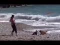 بالفيديو .. كلب يمنع طفل رضيع من الغرق